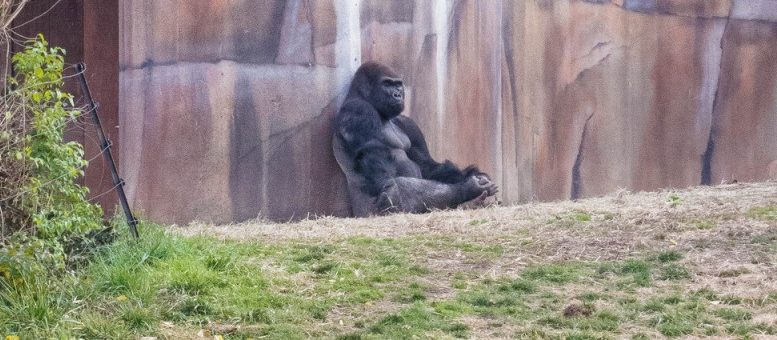 Η δημοκρατία στο ζωικό βασίλειο, socialpolicy.gr Η δημοκρατία στο ζωικό βασίλειο, socialpolicy.gr