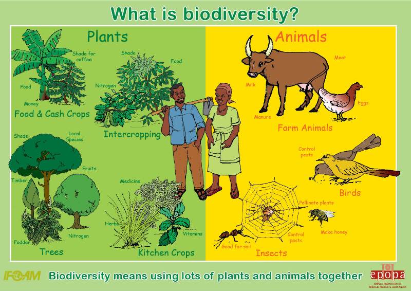 1.01-what-is-biodiversity